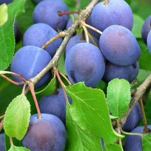 Plums on the branch